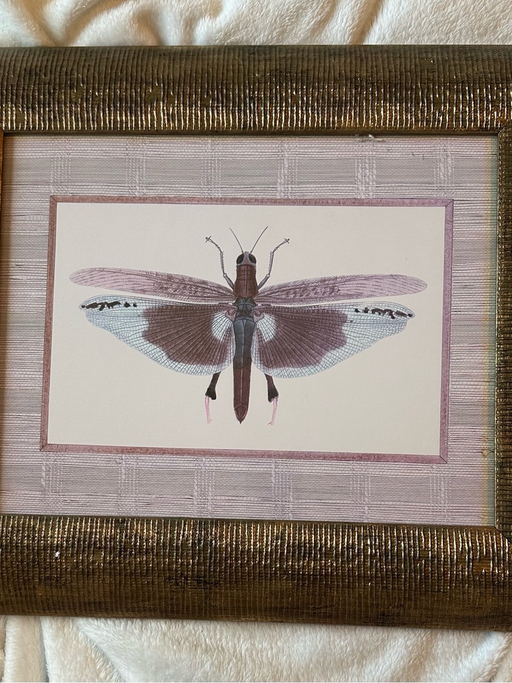 Framed grasshopper Wall Art in Gold and Cream - Brand Unbranded